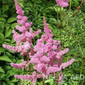 Arendsi astilbe 'Amethyst' L-2