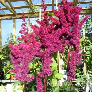 Hiina astilbe 'Vision in Red'  L-2