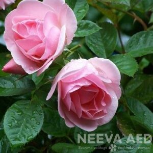 Roosid, Peenraroosid, floribundroos