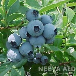 Viljapuud ja Marjapõõsad, Mustikas, Kännasmustikas, Bluegold