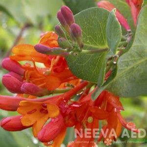 Browni kuslapuu, Dropmore Scarlet