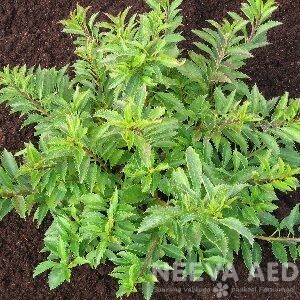 Korea forsüütia 'Tetragold' 10cm L-3