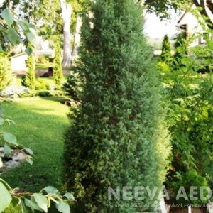 Harilik kadakas 'Hibernica'