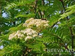 Harilik pihlakas 'Joseph Rock' - Image 3