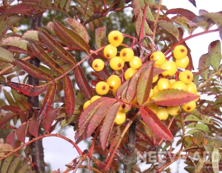 Harilik pihlakas 'Joseph Rock' - Image 2