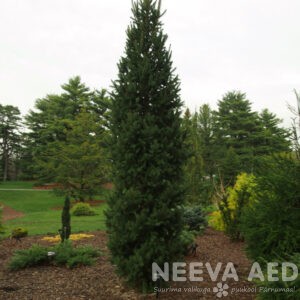 Harilik kuusk 'Cupressina' L-5