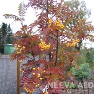 Harilik pihlakas 'Joseph Rock'