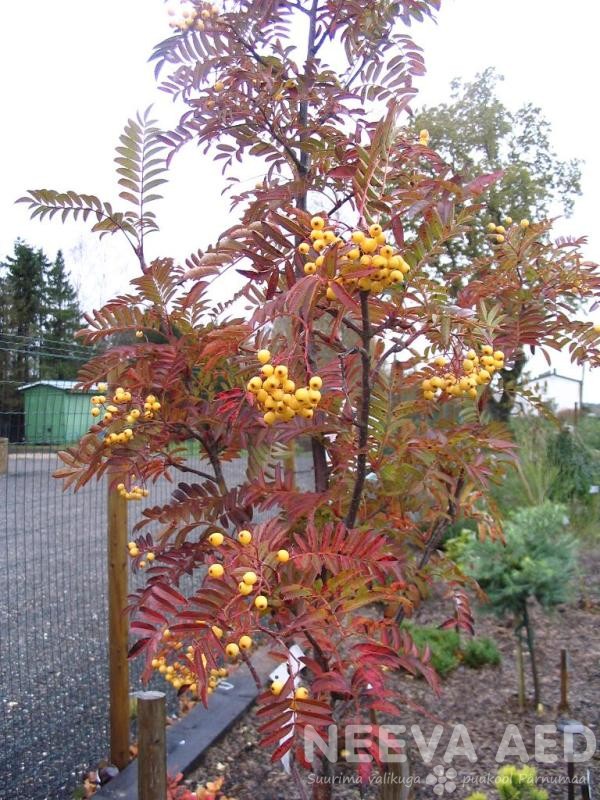 Harilik pihlakas 'Joseph Rock'