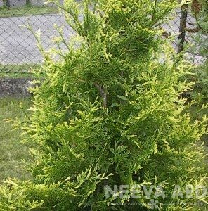 Harilik elupuu 'Aureospicata'