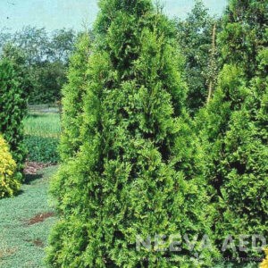 Harilik elupuu 'Brabant'