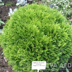 Harilik elupuu 'Danica'