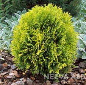 Harilik elupuu 'Golden Globe'