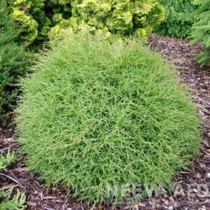 Harilik elupuu 'Mr. Bowling Ball'