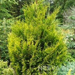 Harilik elupuu 'Elegantissima' 80-100cm L-4