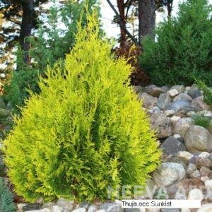 Harilik elupuu 'Sunkist' 50-70cm L-3