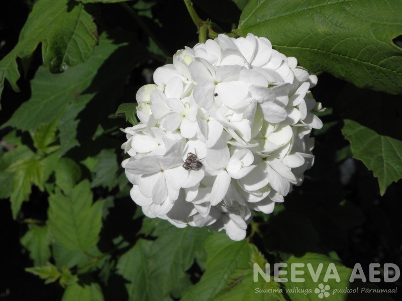 Harilik lodjapuu 'Roseum'