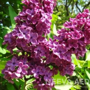 Harilik sirel 'Andeken an Ludwig Späth' 30-40cm L-2