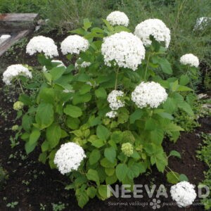 Puishortensia 'Annabelle' 50-60cm L-3