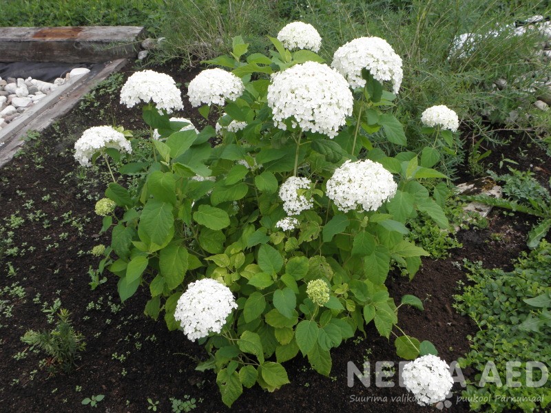 Puishortensia 'Annabelle' 50-60cm L-3