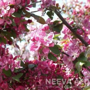 Lehtpuud ja põõsad