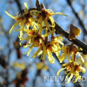 Nuttpõõsas, nõiapuu