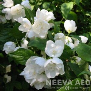 Ebajasmiin 'Schneesturm' 30-50cm L-3