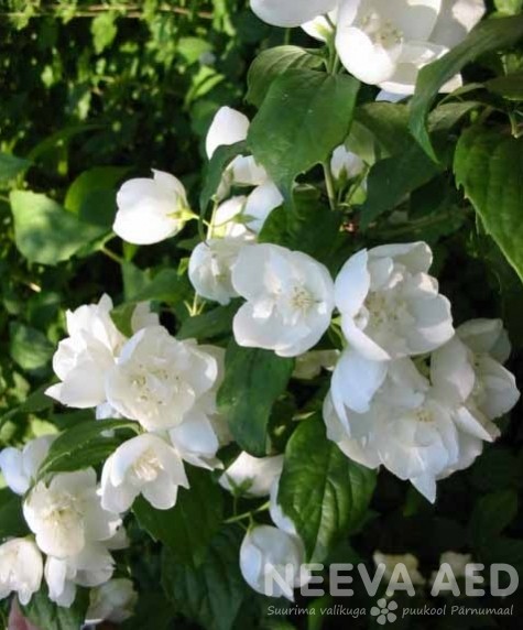 Ebajasmiin, Schneesturm