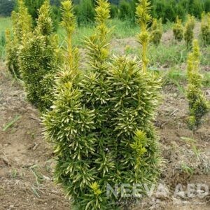 Harilik jugapuu 'David'