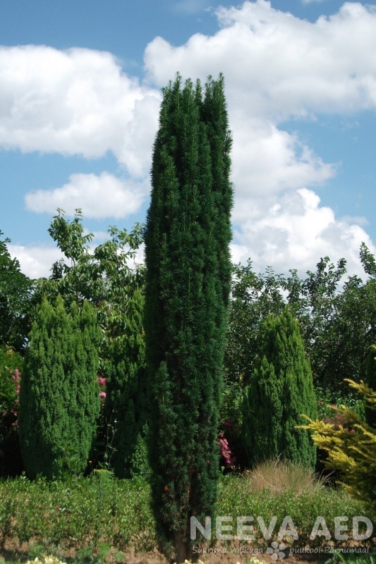Harilik jugapuu 'Fastigiata Robusta'