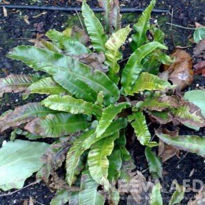 Lilled, Sõnajalg, Keel-raunjalg