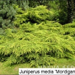 Pfitzeri kadakas 'Mordigan Gold'