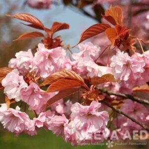 Kikkapuu, kirsipuu, kenarbik