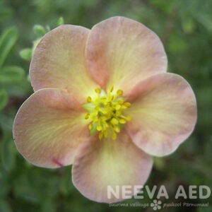 Põõsasmaran 'Daydawn' 30cm L-3