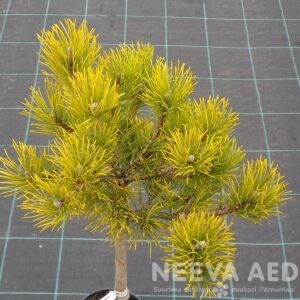 Mägimänd 'Carstens Wintergold'