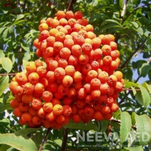 Määri pihlakas (Edulis)