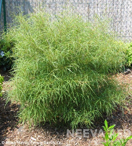 Harilik paakspuu 'Asplenifolia'