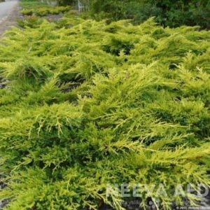 Pfitzeri kadakas 'Gold Star' 30-40cm L-3