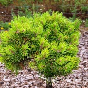 Mägimänd 'Grüne Welle'