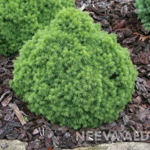 Kanada kuusk 'Alberta Globe'