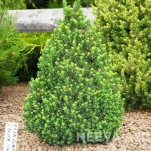 Kanada kuusk 'Conica'