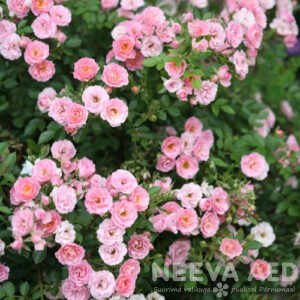 Pinnakatteroos 'The Fairy' (PINK) 20-30cm L-1,5