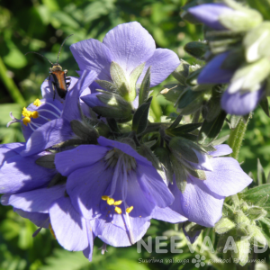 polemonium