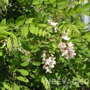 Pähklipuu, robiinia