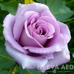 Peenraroos TH 'Blue Moon'  L-3