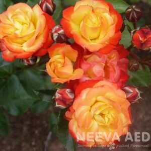 Roosid,Floribundroos