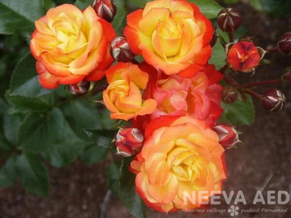 Roosid,Floribundroos