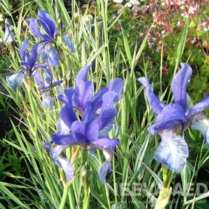 Iiris