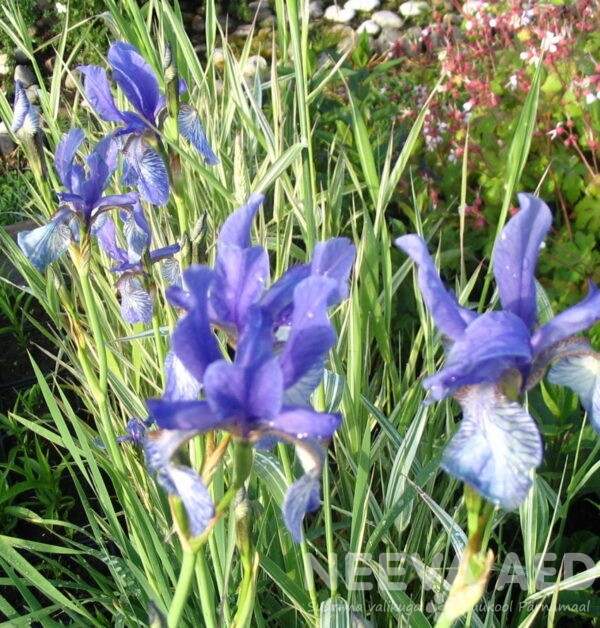 Iiris