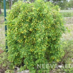 Suur läätspuu ´Pendula´ tüvel 110-190cm L-7,5