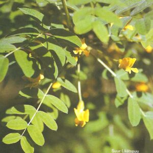 Lodjapuu, läätspuu